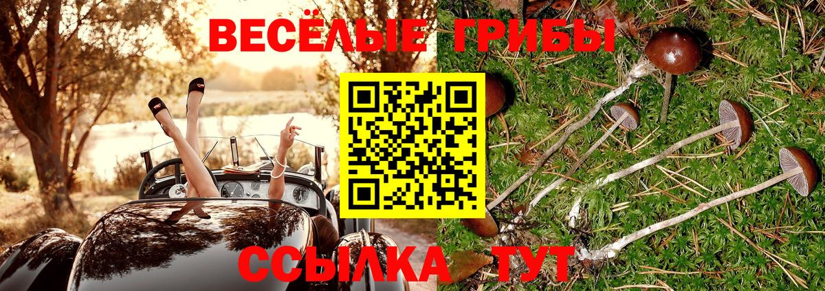 Псилоцибиновые грибы Psilocybine cubensis  Всеволожск 