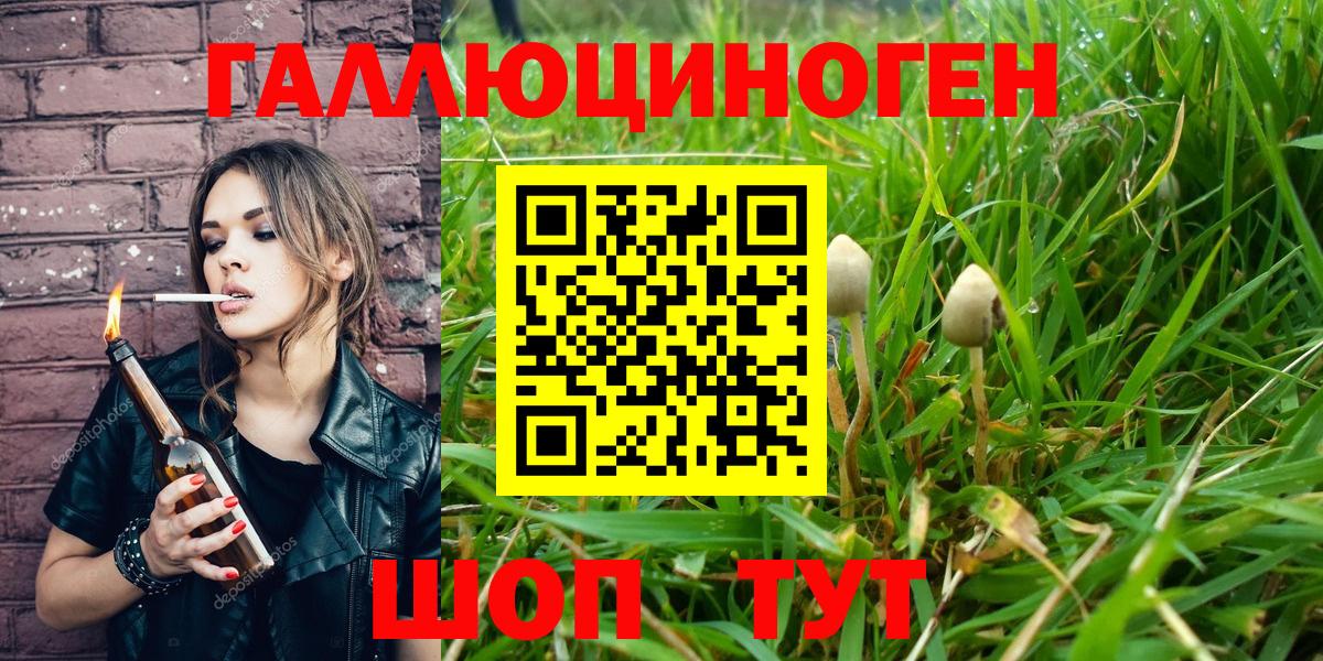 Галлюциногенные грибы Psilocybine cubensis Всеволожск